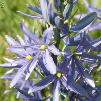 Camassia